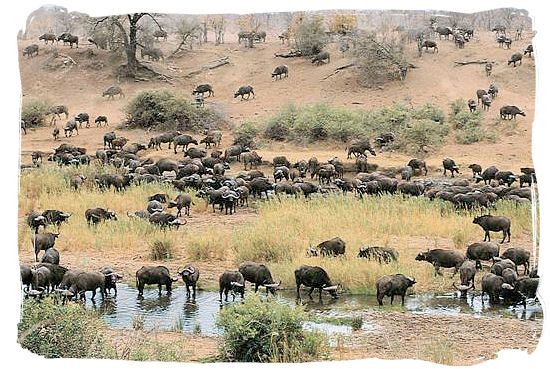 Large herd of Buffalo - Biyamiti bushveld camp