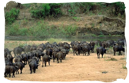 Herd of buffalos going for a drink at the Letaba river - Letaba main rest camp, Kruger National Park, South Africa