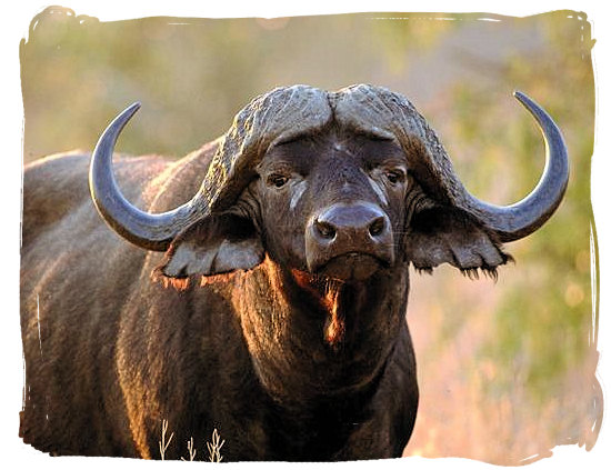Olifants Restcamp, Kruger National Park, South Africa - This Buffalo is watching you