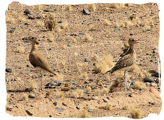 Burchell’s Courser, a small bird that prefers the semi-desert open country - Tankwa Karoo National Park, National Parks in South Africa