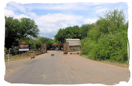 Family of warthogs at the entrance gate of the camp - Crocodile Bridge Rest Camp in the Kruger National Park.