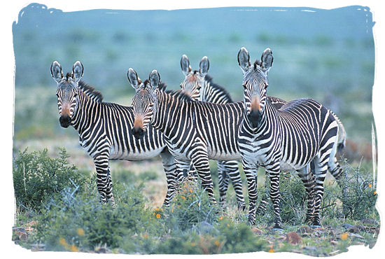Small herd of the rare Cape Mountain Zebra, also to be found in the Bontebok National Park