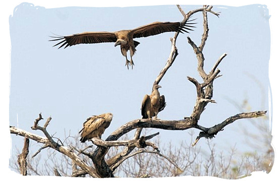 Colony of the endangered Cape Vultures - Marakele National Park in South Africa