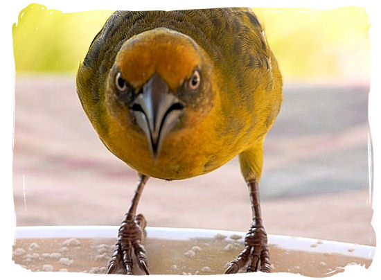 Face to face with a Cape Weaver - West Coast National Park Birding, South Africa National Parks