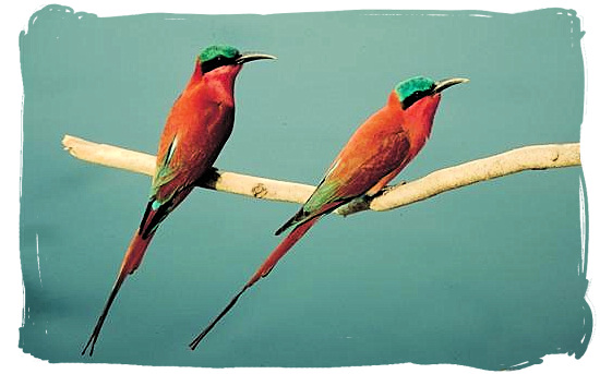 Carmine Bee-eaters