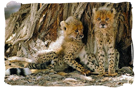 Two very young Cheetah cubs - Tsendze camp