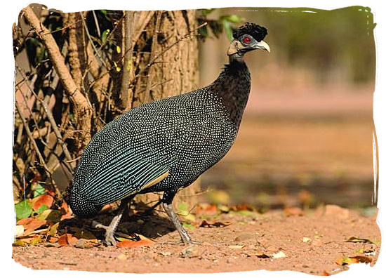 Crested Guinea Fowl