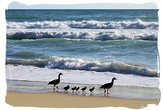 Often one can find some strange beach combers on Cape Town's beaches - Beaches of Cape Town South Africa, Best South African Beaches