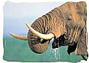 The Elephant, a member of the Big Five