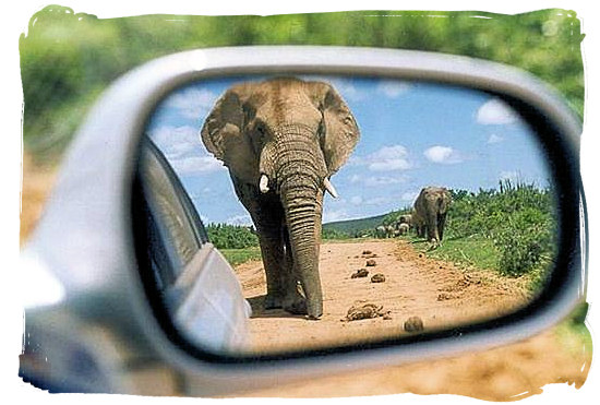 Traffic coming up from behind in the Addo Elephant National park - Addo Adventure Activities in the Addo Elephant Park