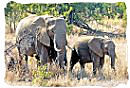 Elephant mother and calf