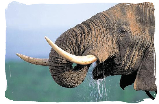 Elephant quenching a great thirst