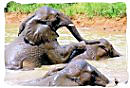 Elephants playing in water