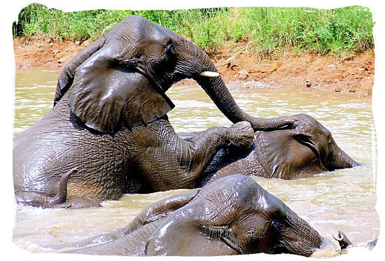 Elephants playing in the water