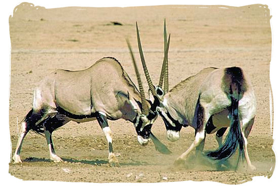 Two Gemsbok antelopes (“Oryx Gazella”) having a go at each other