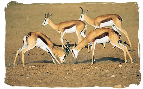 The springbok antelope, one of South Africa’s national symbols