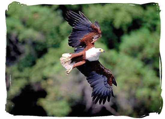 Soaring African Fish Eagle in flight - Sirheni Bushveld Camp, Kruger National Park Safari, South Africa