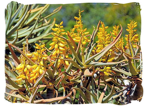 Flowering Quiver tree