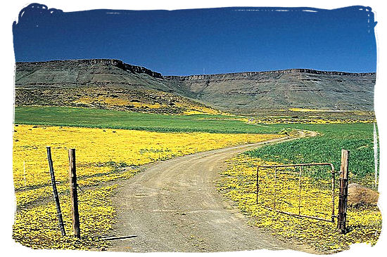 Beautiful flower landscape in Namaqualand