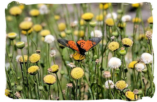 Flowers in the Golden Gate Highlands National Park