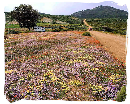 Namaqualand landscape in the flower season - Namaqualand National Park South Africa, Namaqualand Flowers Spectacle