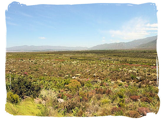 View of the extraordinary Fynbos vegetation in the Park - West Coast National Park, South Africa National Parks