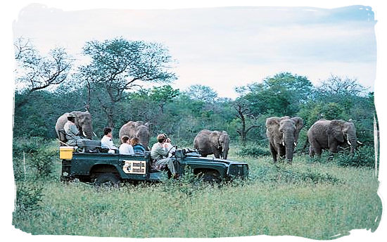 Elephant encounter on a game drive