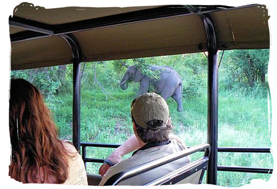 View from game drive vehicle - Shimuwini bushveld camp, Kruger National Park