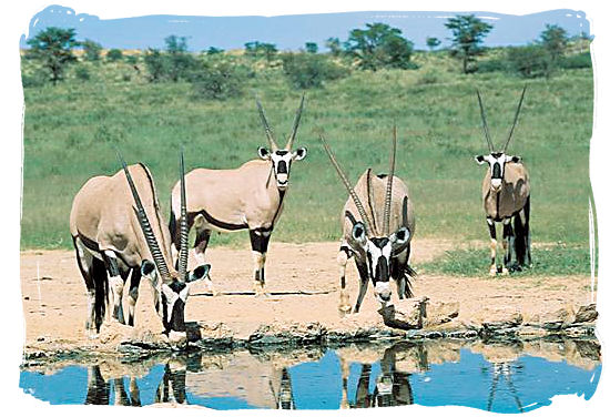 Gemsbok (Oryx Gazella) at a waterhole in the Park - The Kgalagadi Transfrontier National Park in South Africa