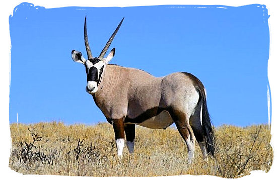 The Gemsbok (Oryx Gazella), indigenous to the arid regions of southern Africa - West Coast National Park Activities, South Africa National Parks