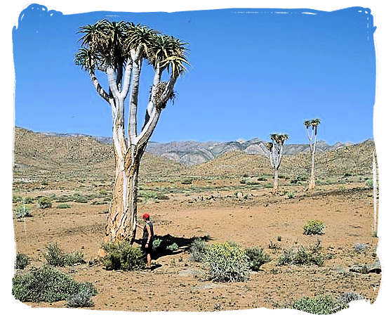 The Giant Quiver Tree, “Aloe dichotoma”