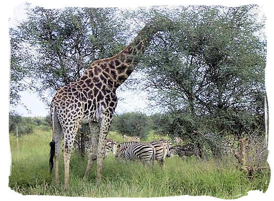 Giraffe and Zebras in the Kruger National Park