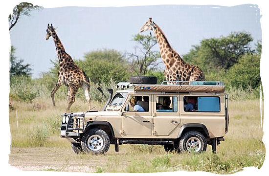 Giraffe encounter on a self-drive safari in Botswana