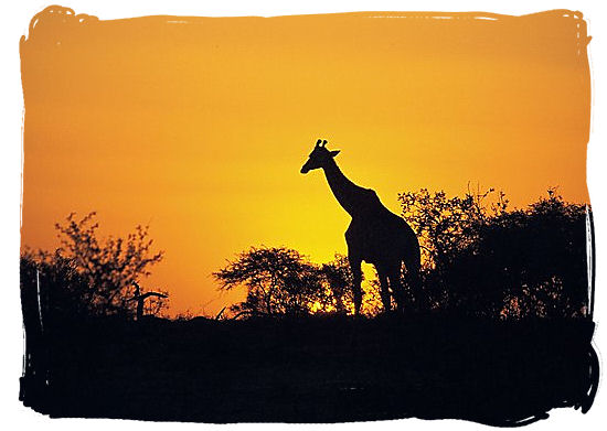 Silhouette of a Giraffe at sunset