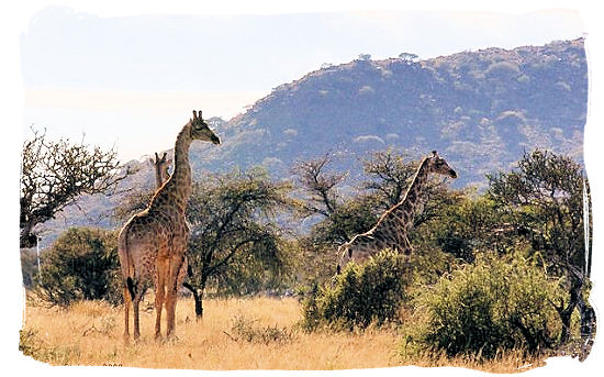 Landscape in the Mokala National Park - Endangered African animals