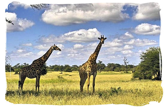 Giraffes on a wide-open grassy plain in the Kruger Park - Orpen rest camp in the Kruger National Park, South Africa
