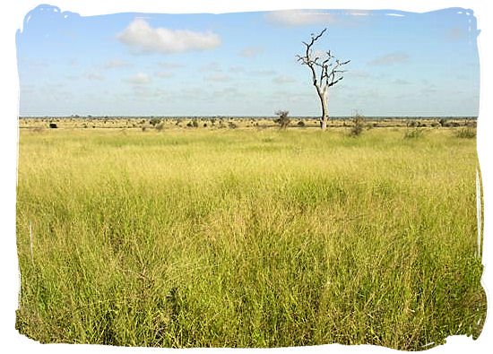 Lush grassy plains near Satara rest camp