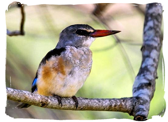 Grey-headed Kingfisher near Punda Maria