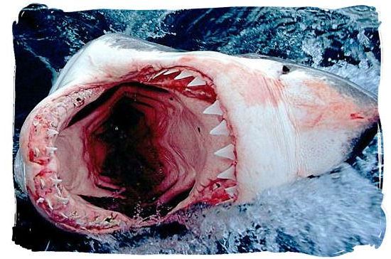 The cavernous mouth of a great white shark - The Addo Elephant National Park, National Parks in South Africa