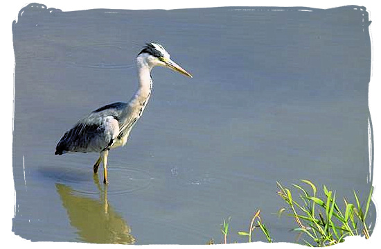 Grey Heron looking for a meal - Shimuwini bushveld camp, Kruger National Park