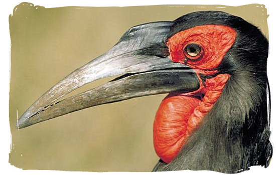 Portrait of a Ground Hornbill near Orpen camp in the Kruger National Park, South Africa