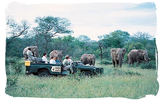 Guided game drive - Letaba main rest camp, Kruger National Park, South Africa