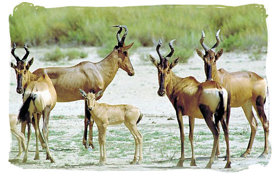 Small herd of Red Hartebeest antelope - Mokala National Park in South Africa, endangered African animals