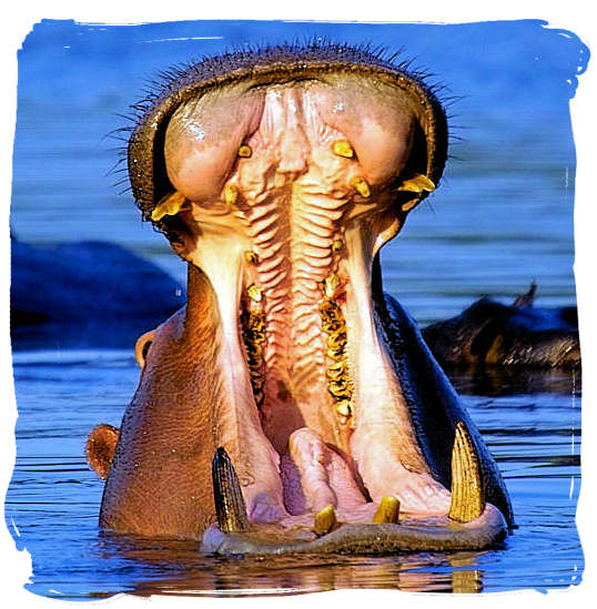 Hippo showing off its ivory - Kruger National Park accommodation