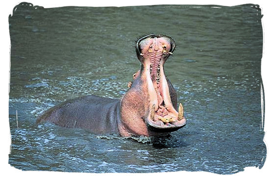 Hippo showing who is boss in the Letaba river - Letaba main rest camp, Kruger National Park, South Africa