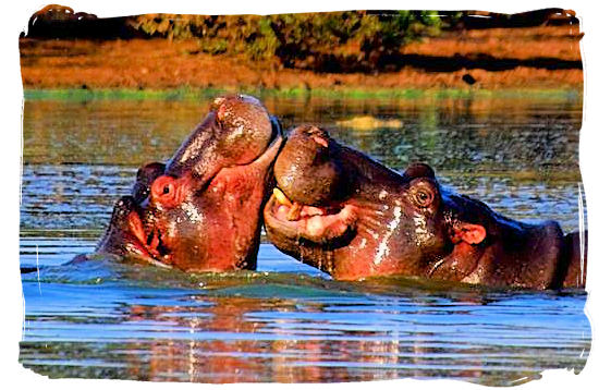 Hippo love is in the air