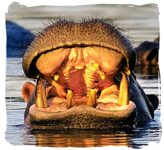 Hippo smile - Marakele National Park activities