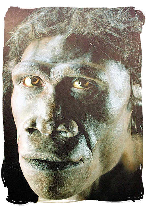 Artist's impression of Homo Erectus, one of humankind's earliest ancestors on view at the Sterkfontein Caves exhibition - City of Johannesburg South Africa Attractions, the Top 15