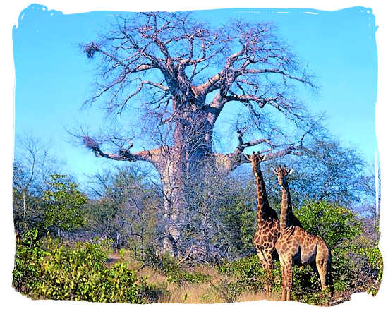 Huge Baobab tree - Sirheni Bushveld Camp, Kruger National Park Safari, South Africa