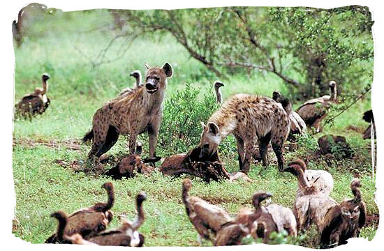 Hyenas and Vultures - Biyamiti bushveld camp